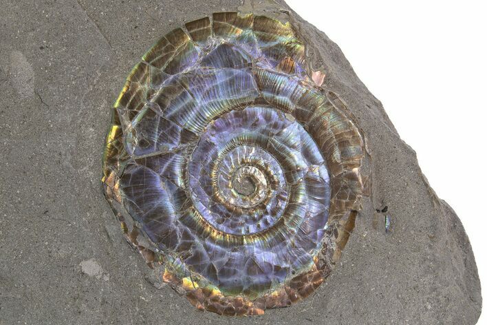 Iridescent Ammonite (Psiloceras) Fossil - England #316378